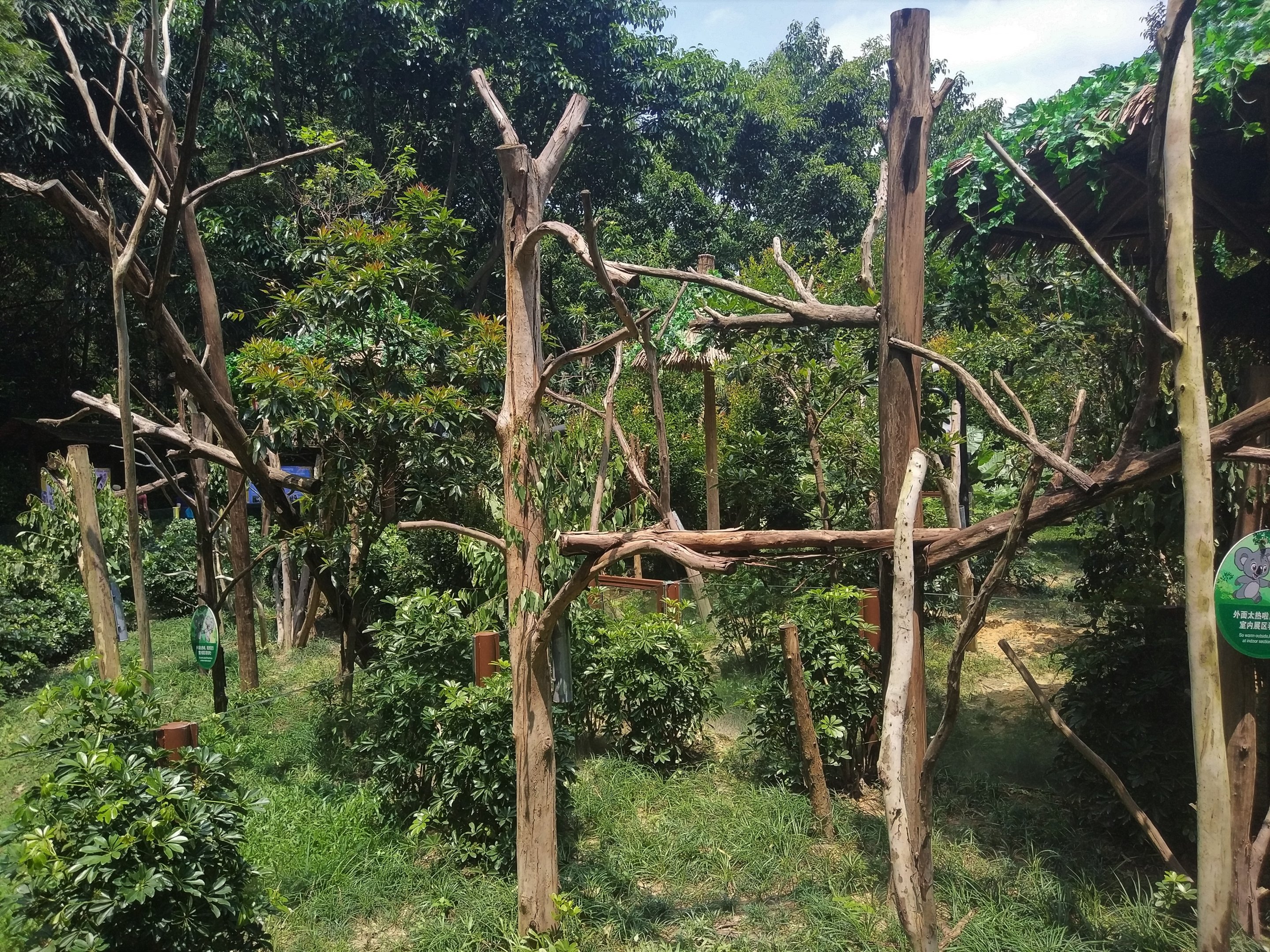 Koala Outdoor Exhibits