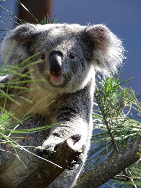 Koala outside on a warm summer day