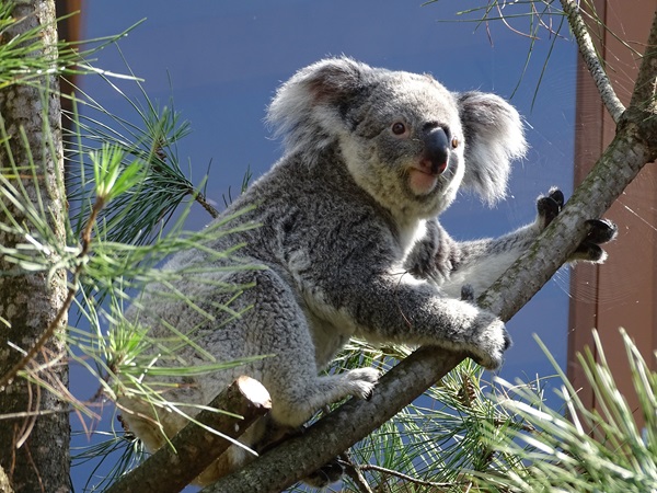 Koala outside on a warm summer day