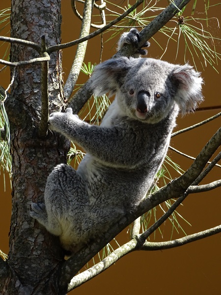 Koala outside on a warm summer day