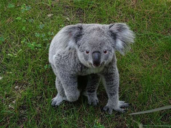 Koala outside on a warm summer day