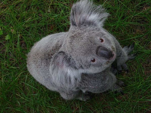 Koala outside on a warm summer day
