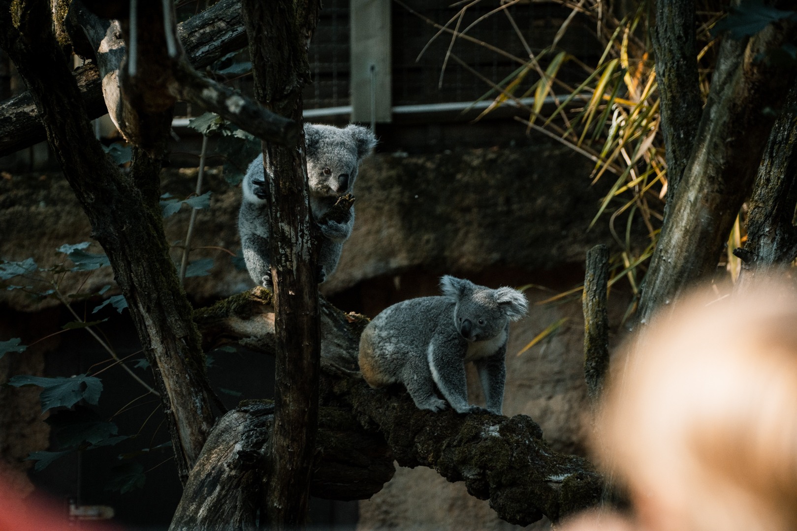 Koala outside