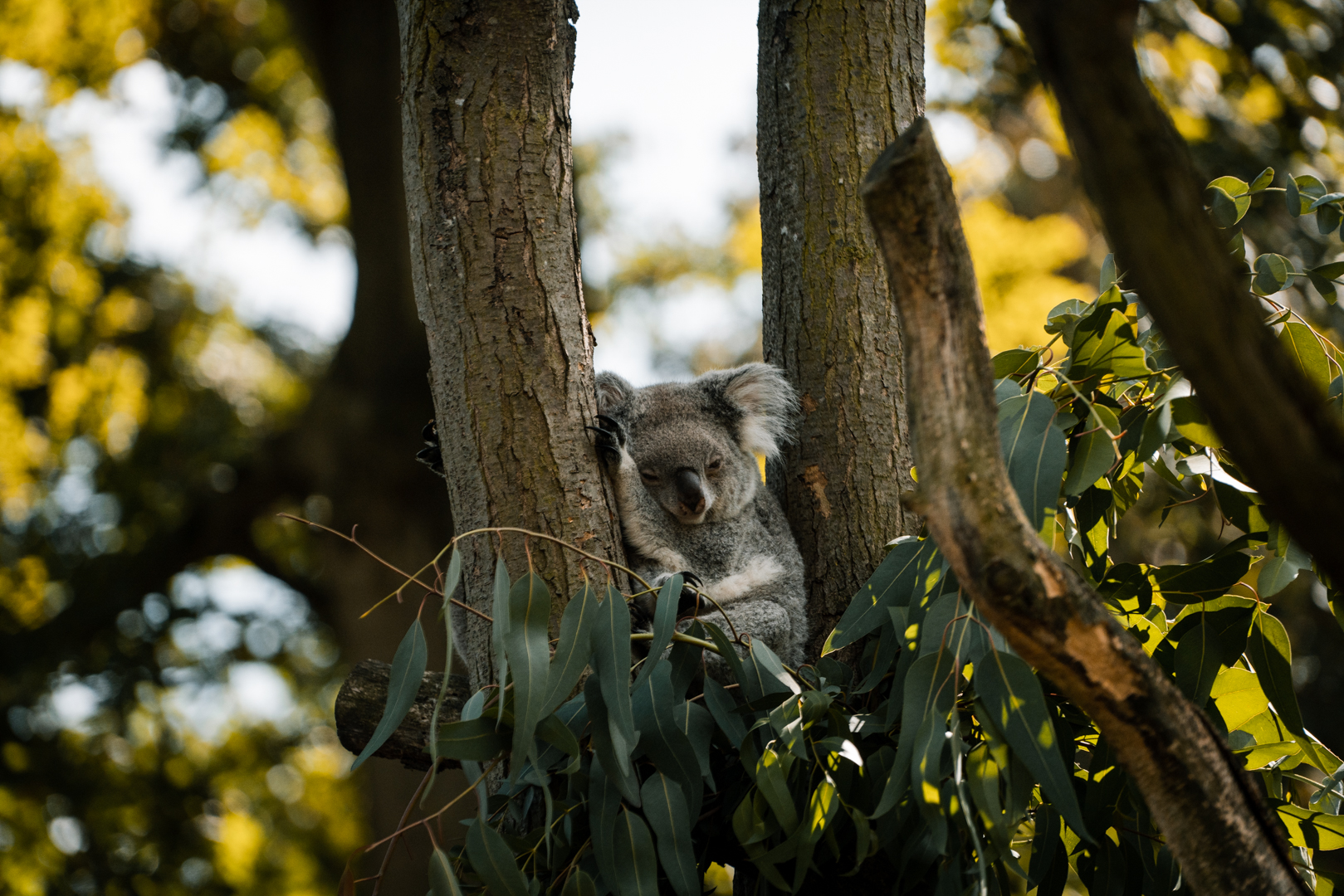 Koala outside