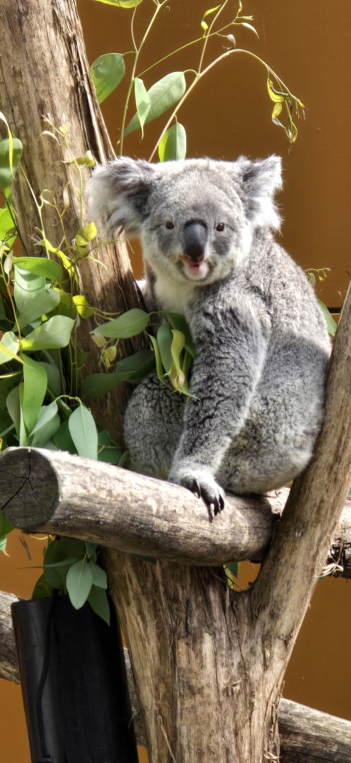 Koala outside