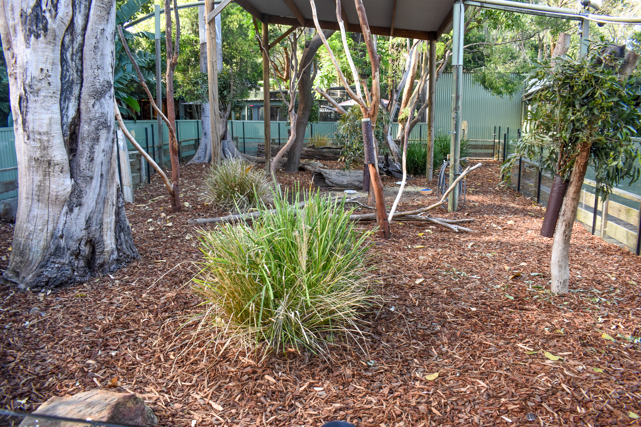 Koala/Pademelon Enclosure