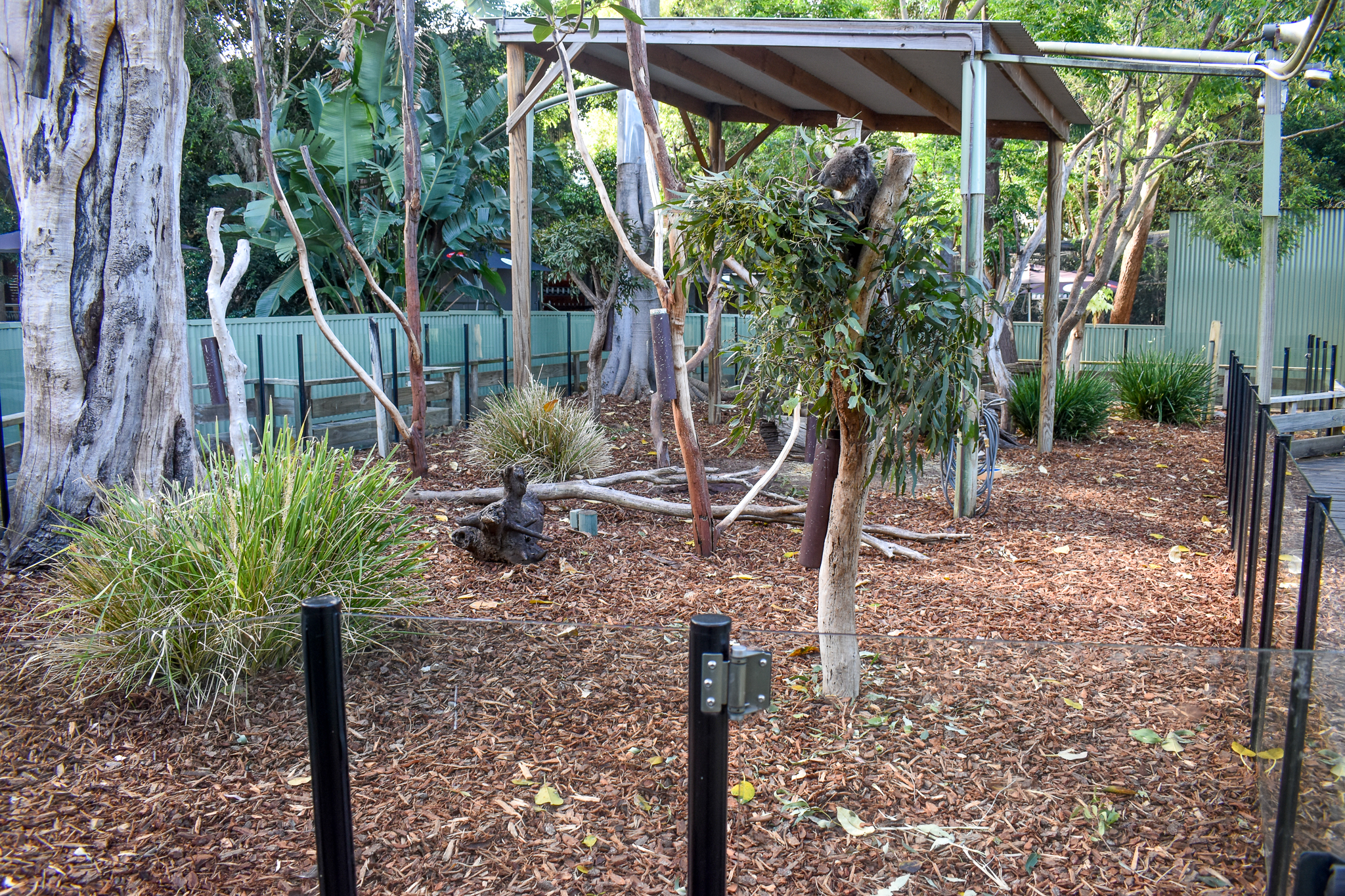 Koala/Pademelon Enclosure
