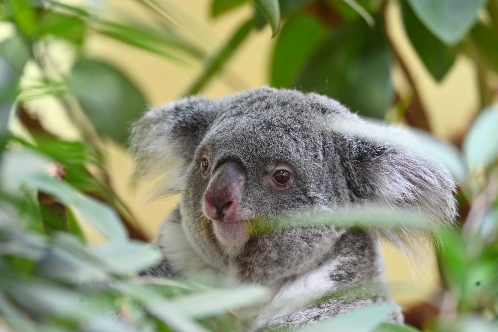 Koala (Phascolarctos adustus)