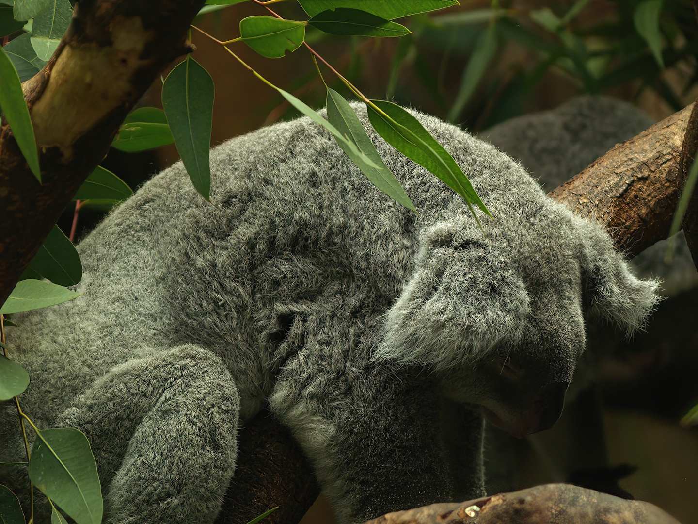 Koala (Phascolarctos cinereus), 2008-08-06