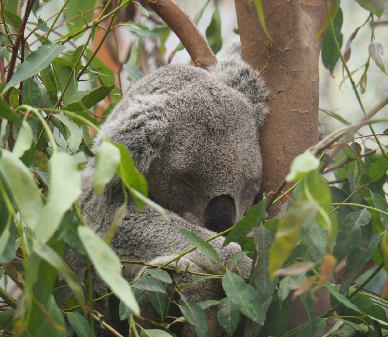 Koala (Phascolarctos cinereus), 2021-07-03