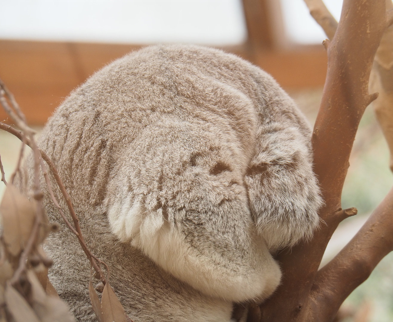 Koala (Phascolarctos cinereus), 2022-04-12