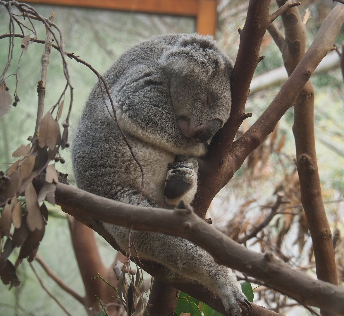 Koala (Phascolarctos cinereus), 2022-07-03