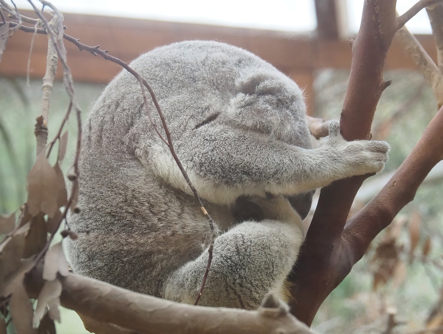 Koala (Phascolarctos cinereus), 2022-09-12