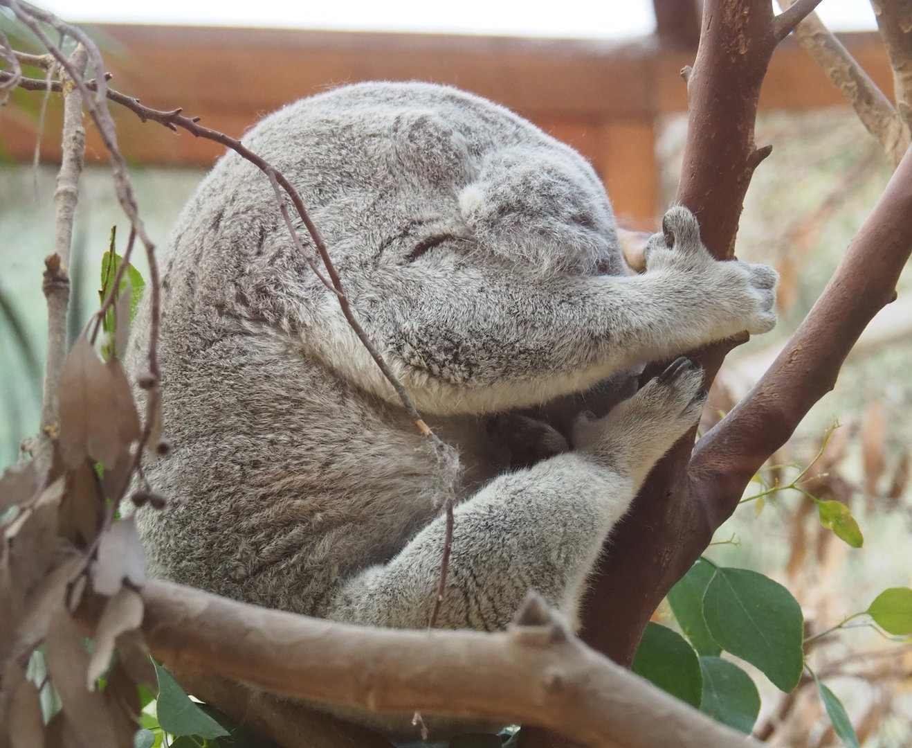 Koala (Phascolarctos cinereus), 2022-11-12