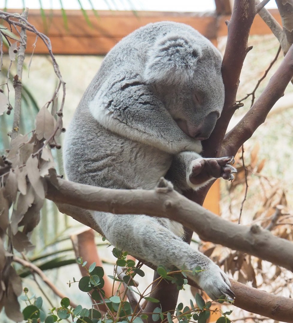 Koala (Phascolarctos cinereus), 2023-02-19