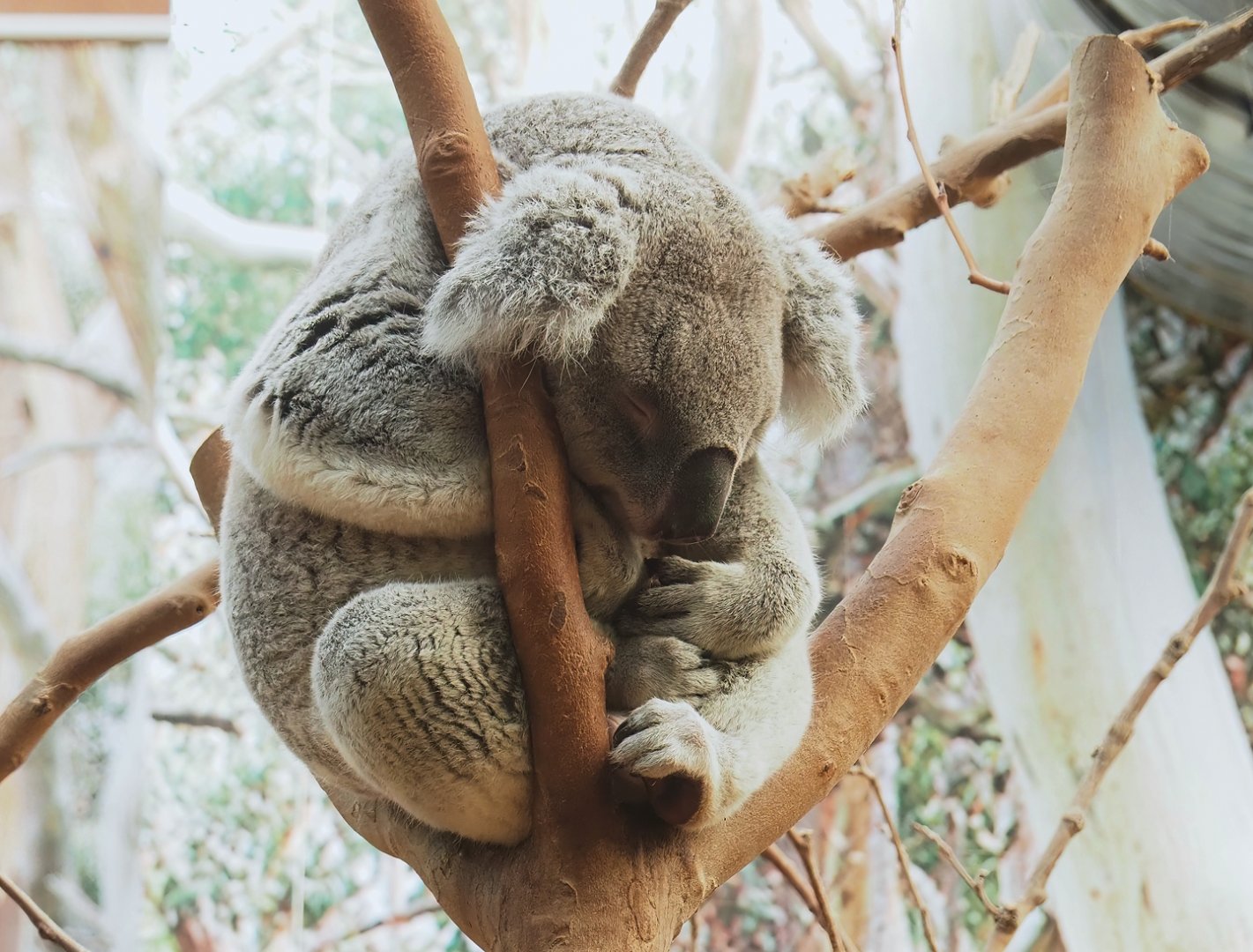 Koala (Phascolarctos cinereus), 2023-05-13