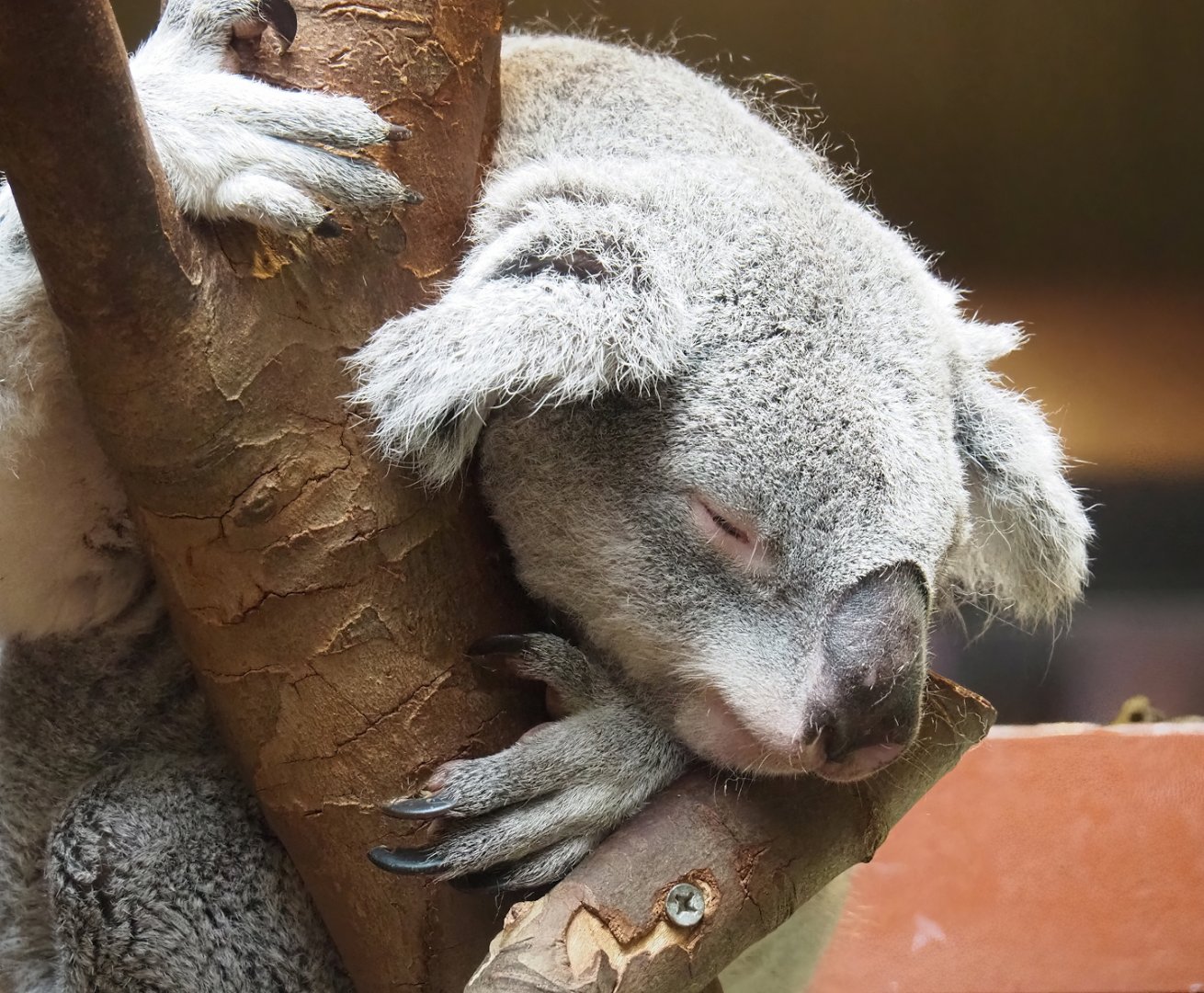 Koala (Phascolarctos cinereus), 2023-07-02