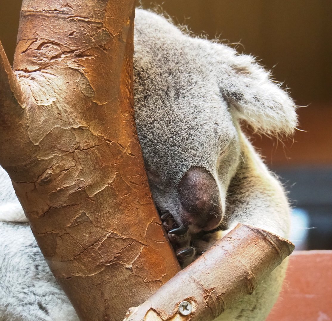 Koala (Phascolarctos cinereus), 2023-07-22