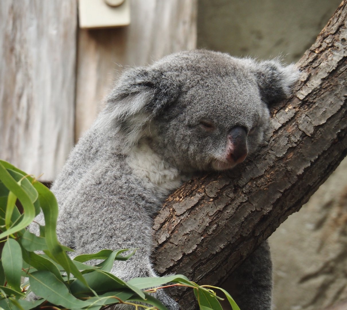 Koala (Phascolarctos cinereus), 2024-06-08