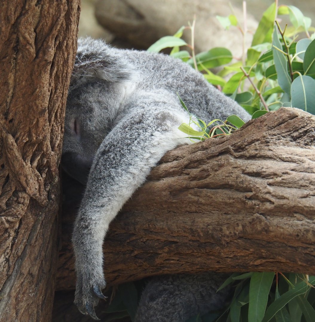 Koala (Phascolarctos cinereus), 2024-06-08