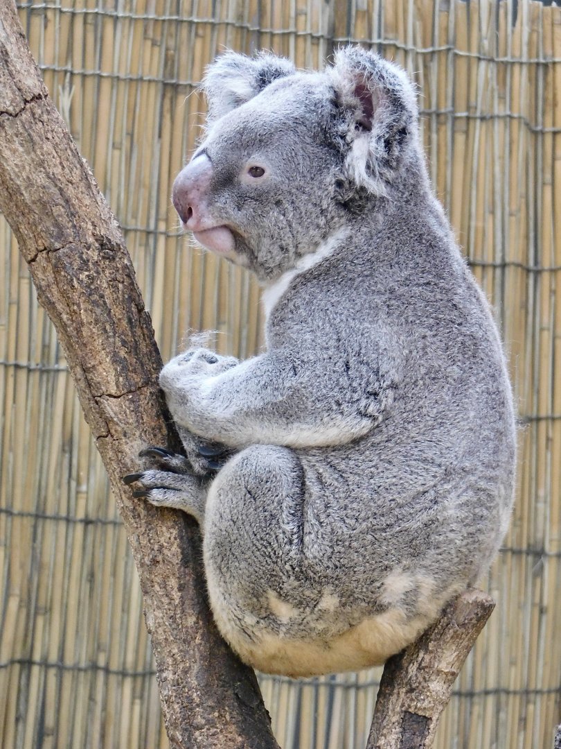 Koala (Phascolarctos cinereus) August 7, 2025