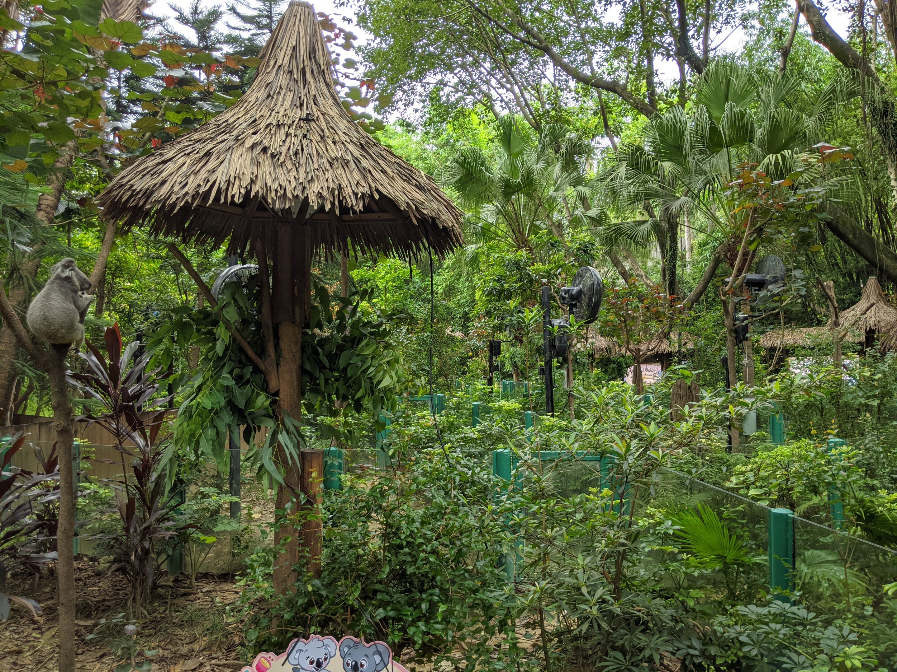 Koala (Phascolarctos cinereus) enclosures