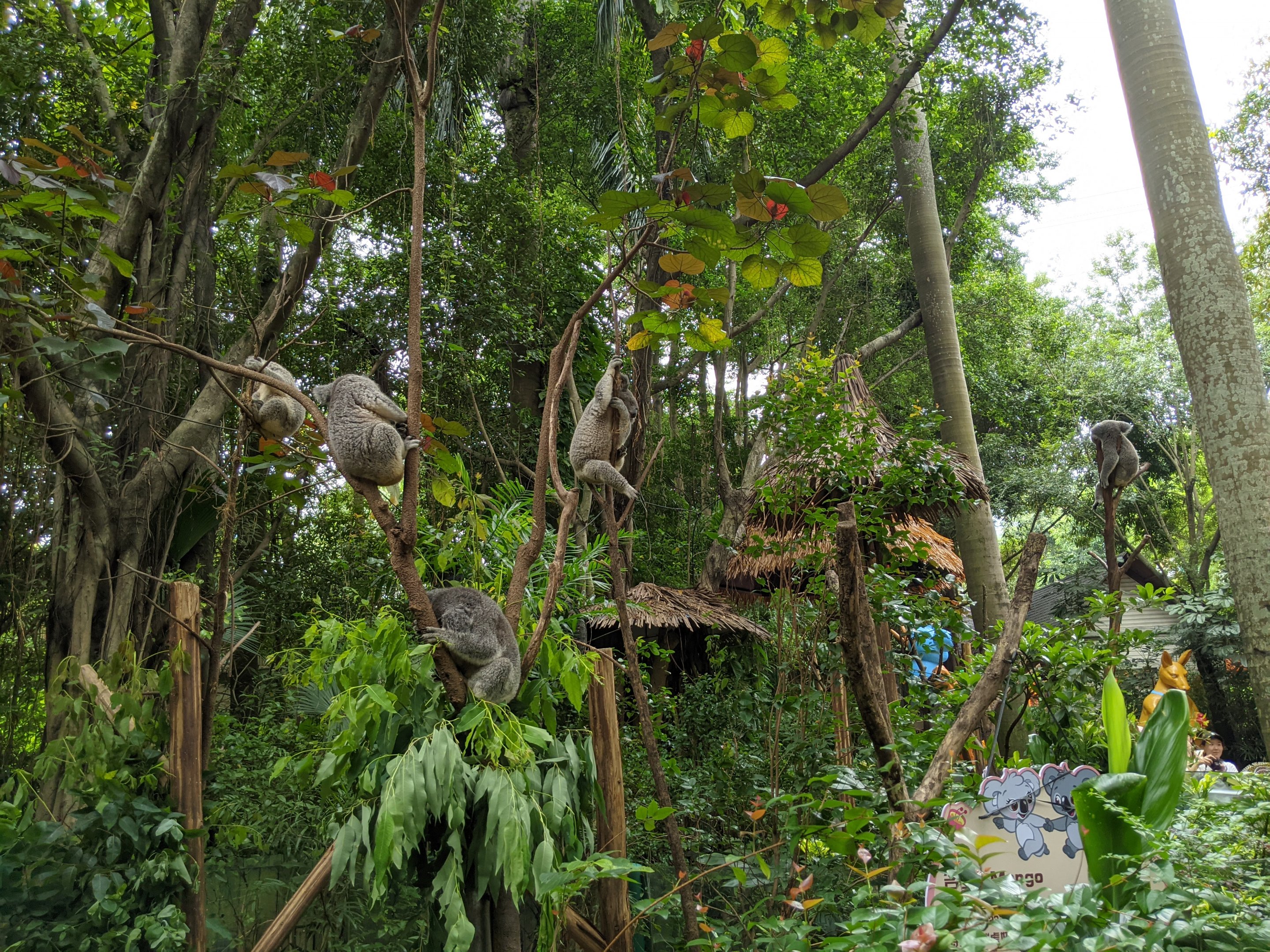 Koala (Phascolarctos cinereus) enclosures