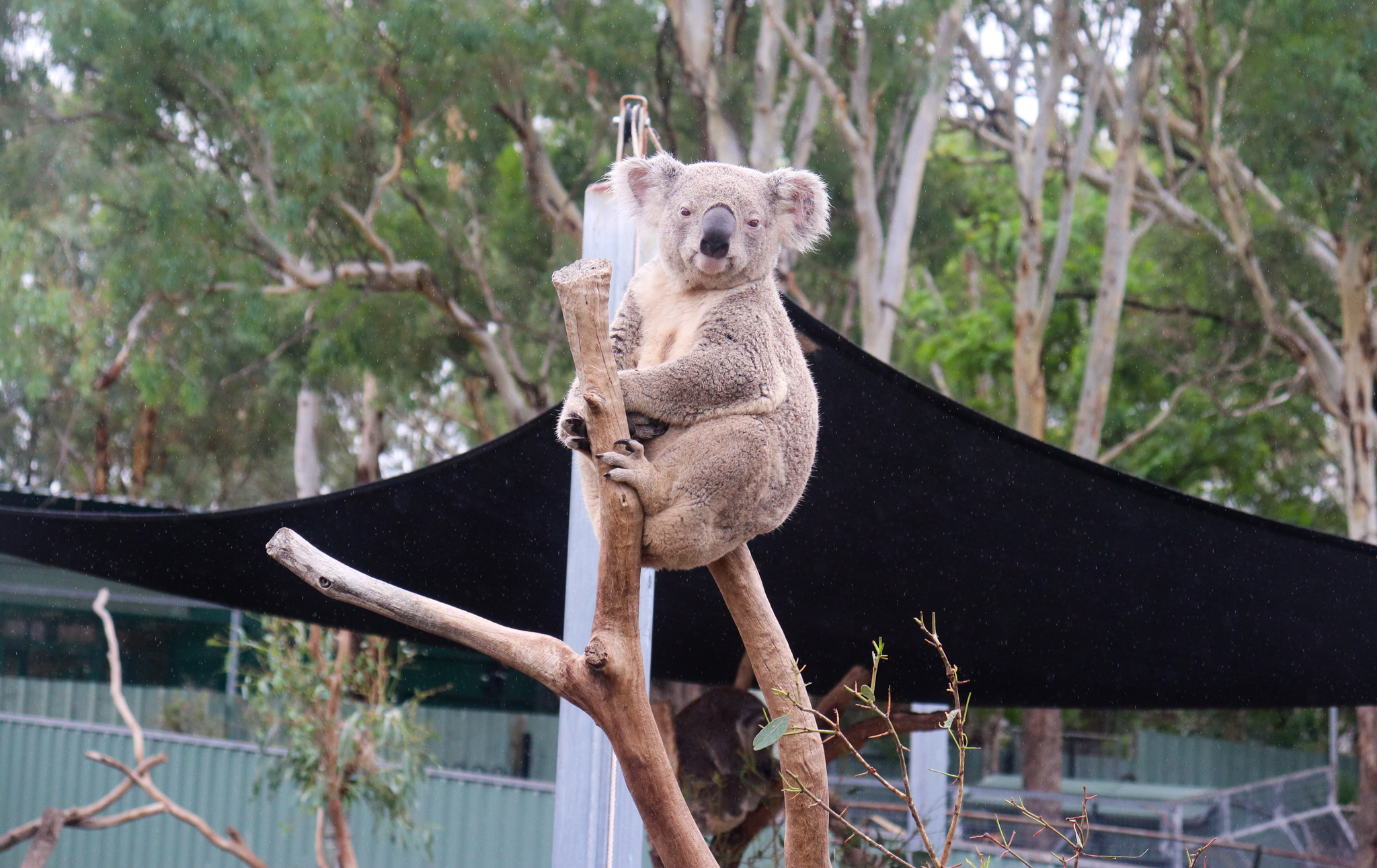 Koala (Phascolarctos cinereus) - February 2020