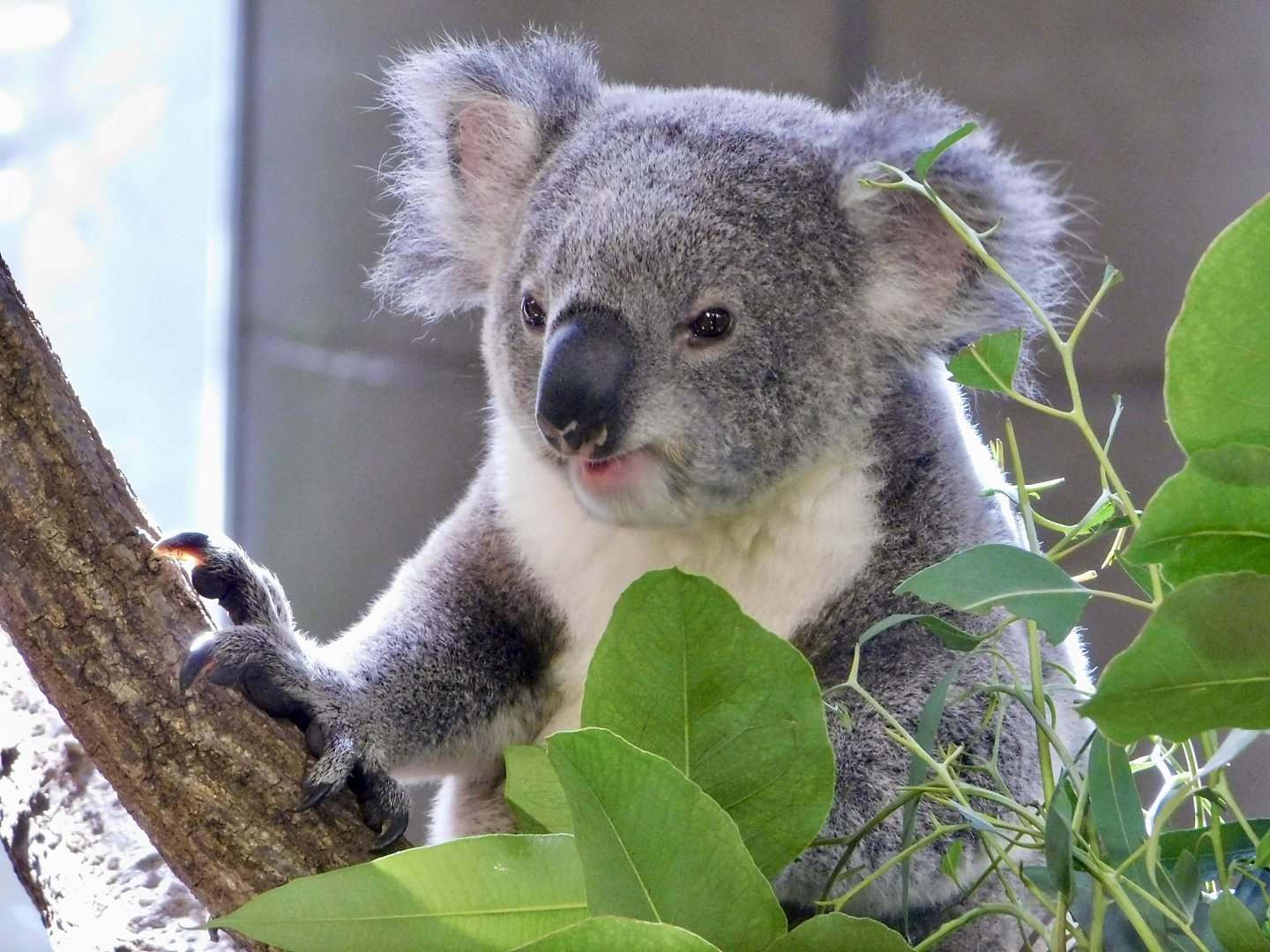 Koala (Phascolarctos cinereus) November 1, 2025