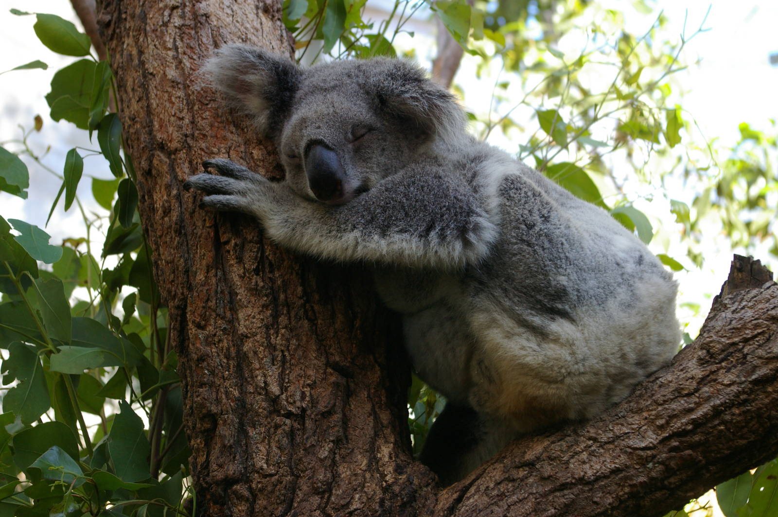 koala (Phascolarctos cinereus)