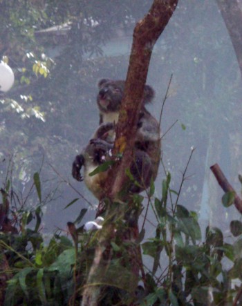 Koala (Phascolarctos cinereus)