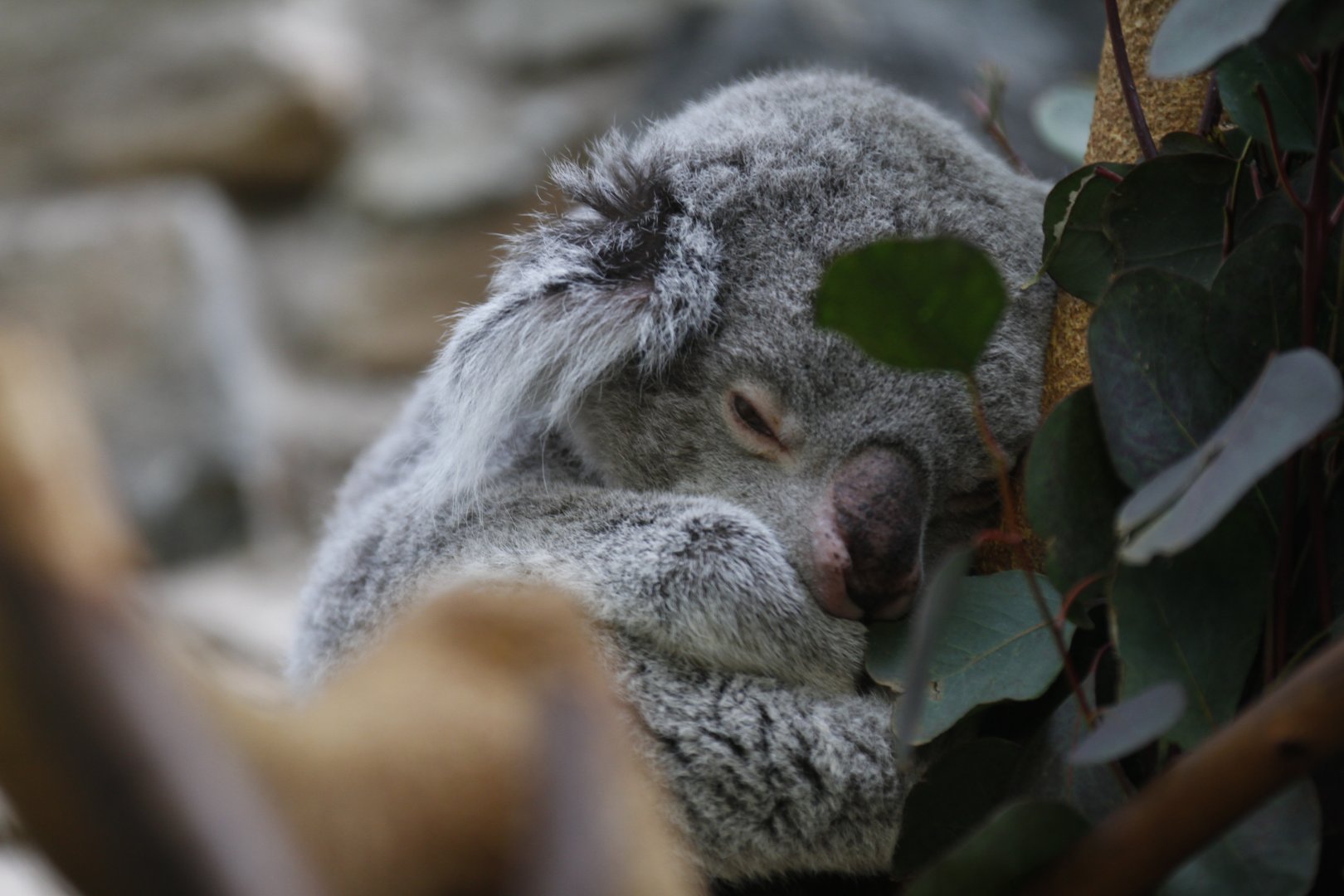 Koala (Phascolarctos cinereus)
