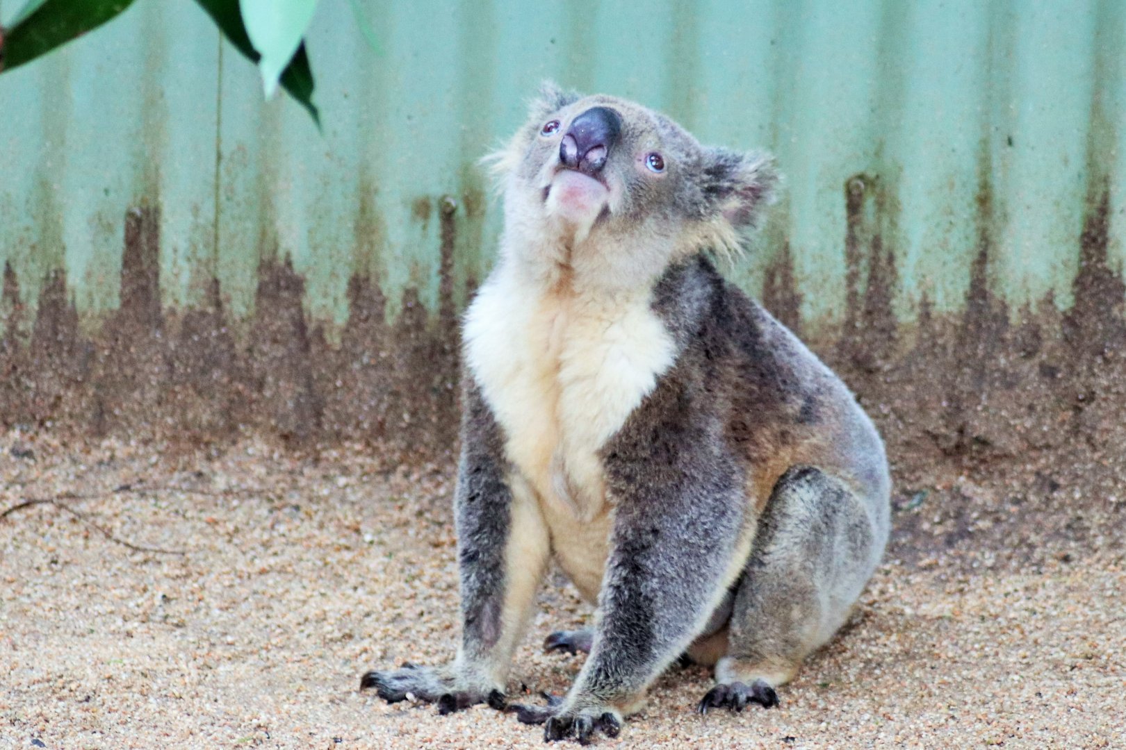 Koala (Phascolarctos cinereus)