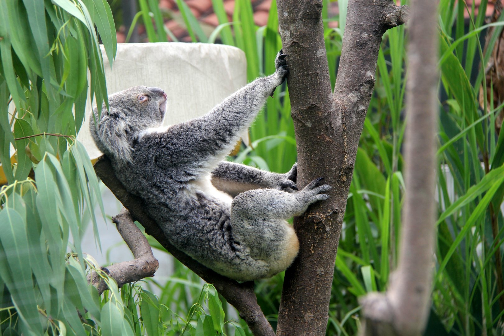 koala (Phascolarctos cinereus)