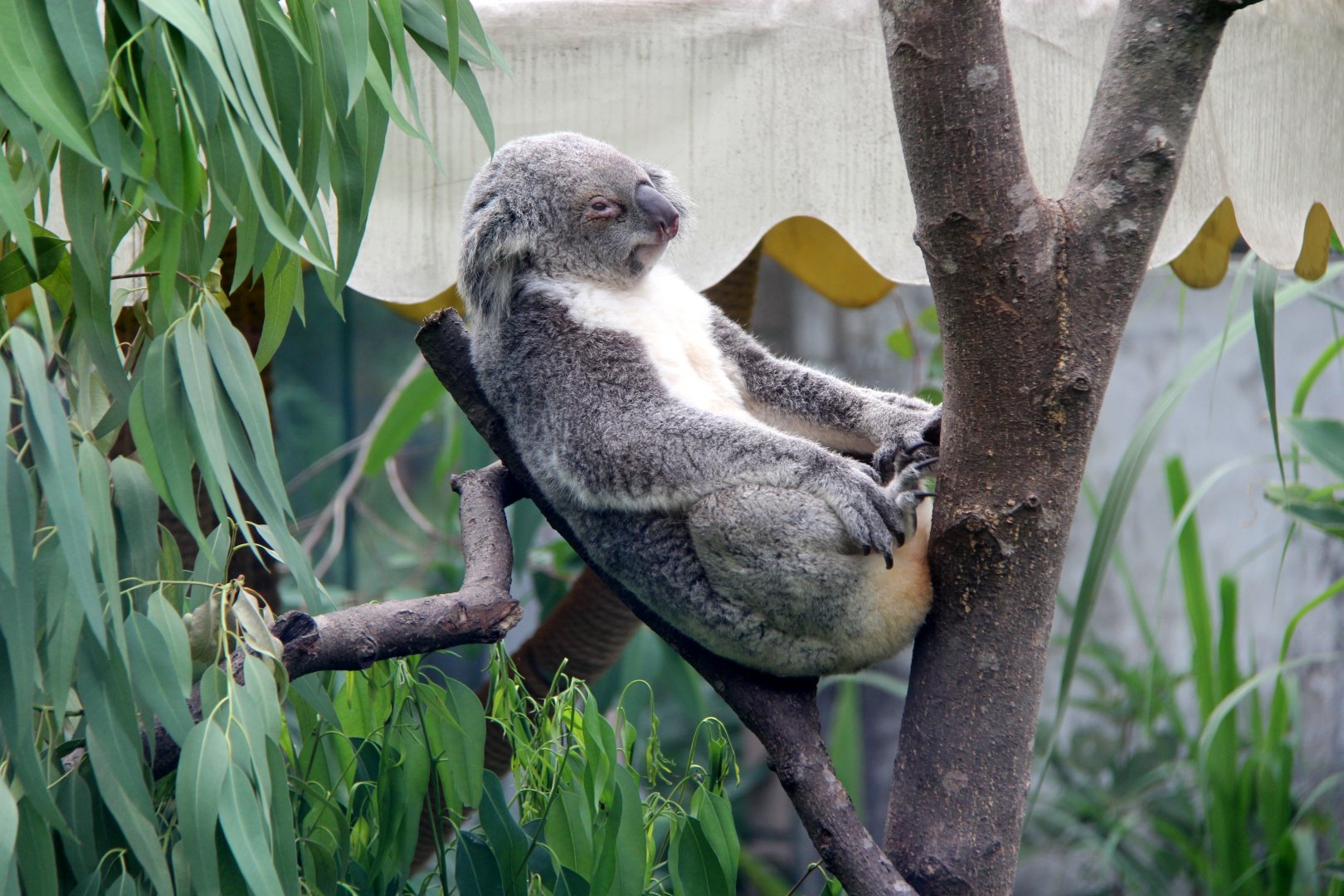 koala (Phascolarctos cinereus)