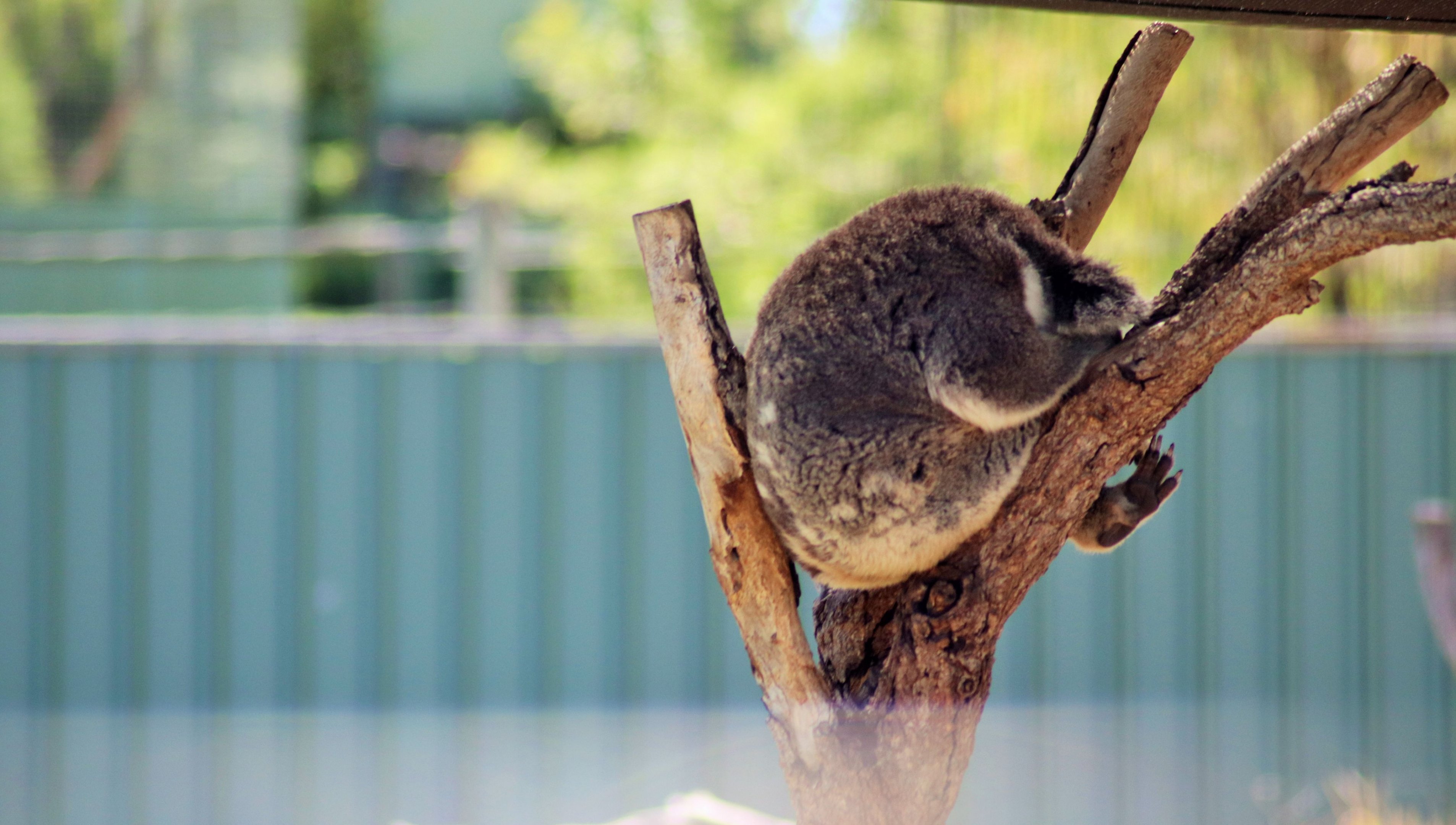 Koala (Phascolarctos cinereus)