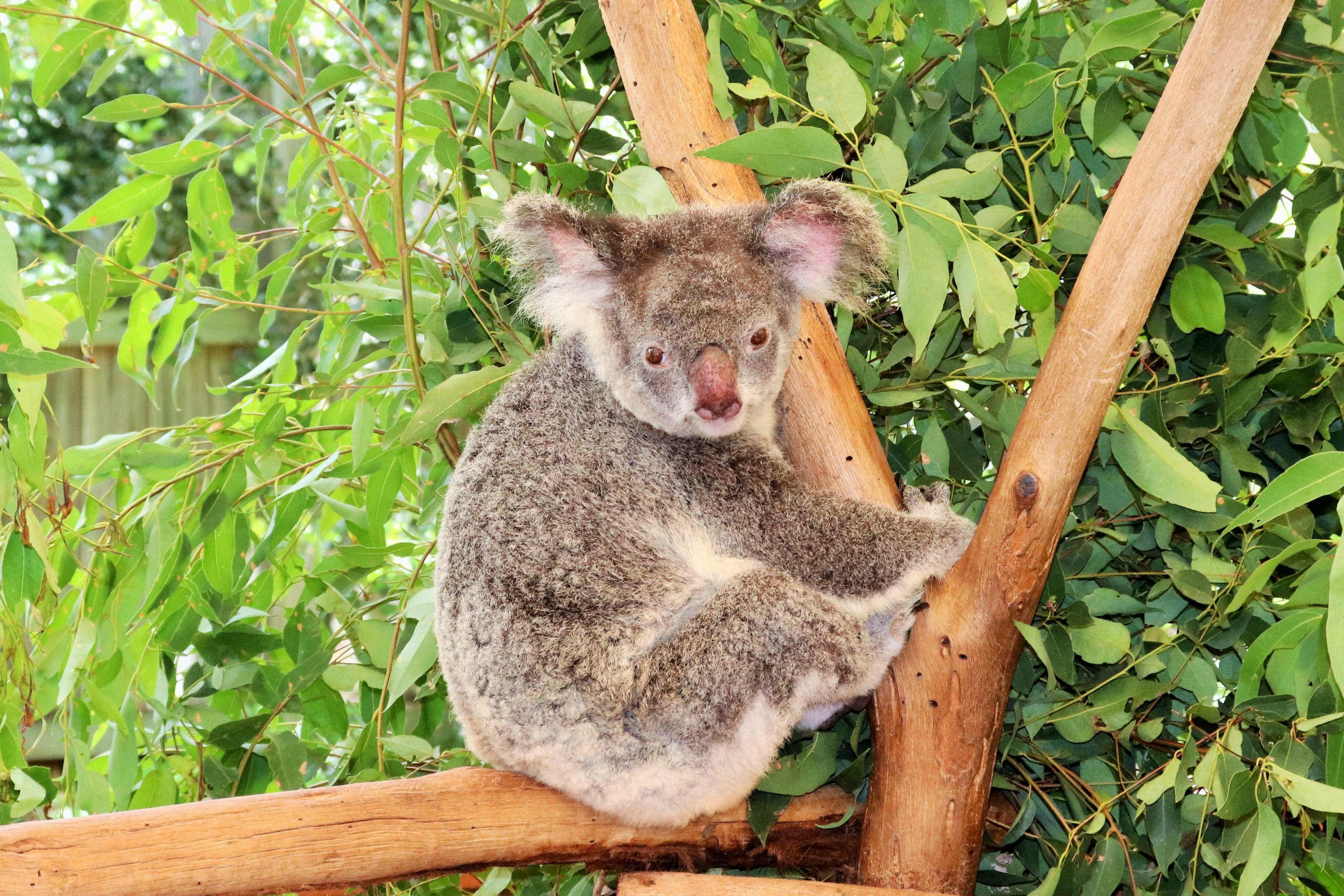 Koala (Phascolarctos cinereus)