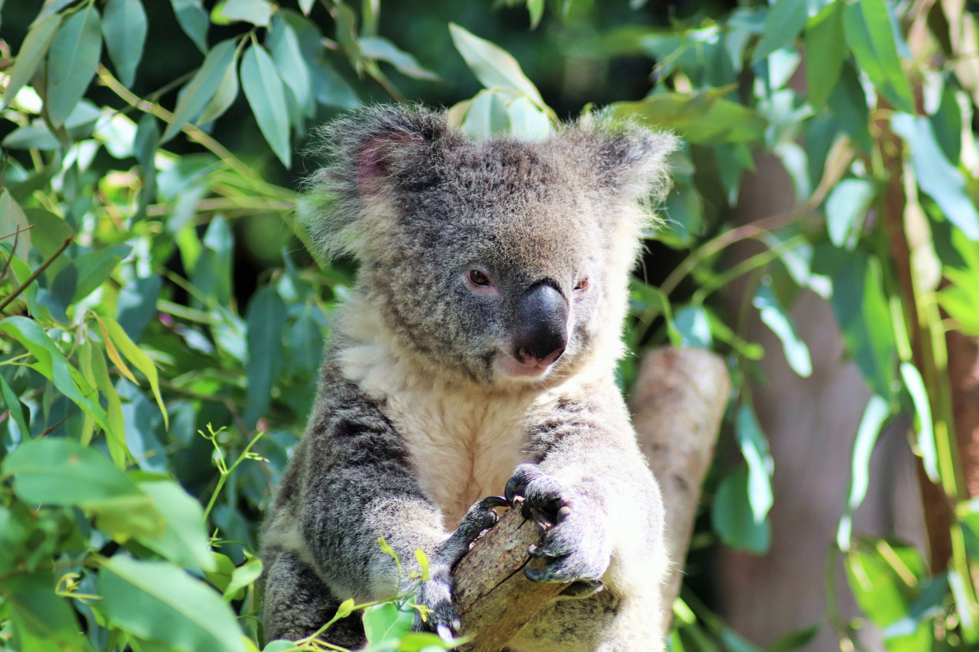 Koala (Phascolarctos cinereus)