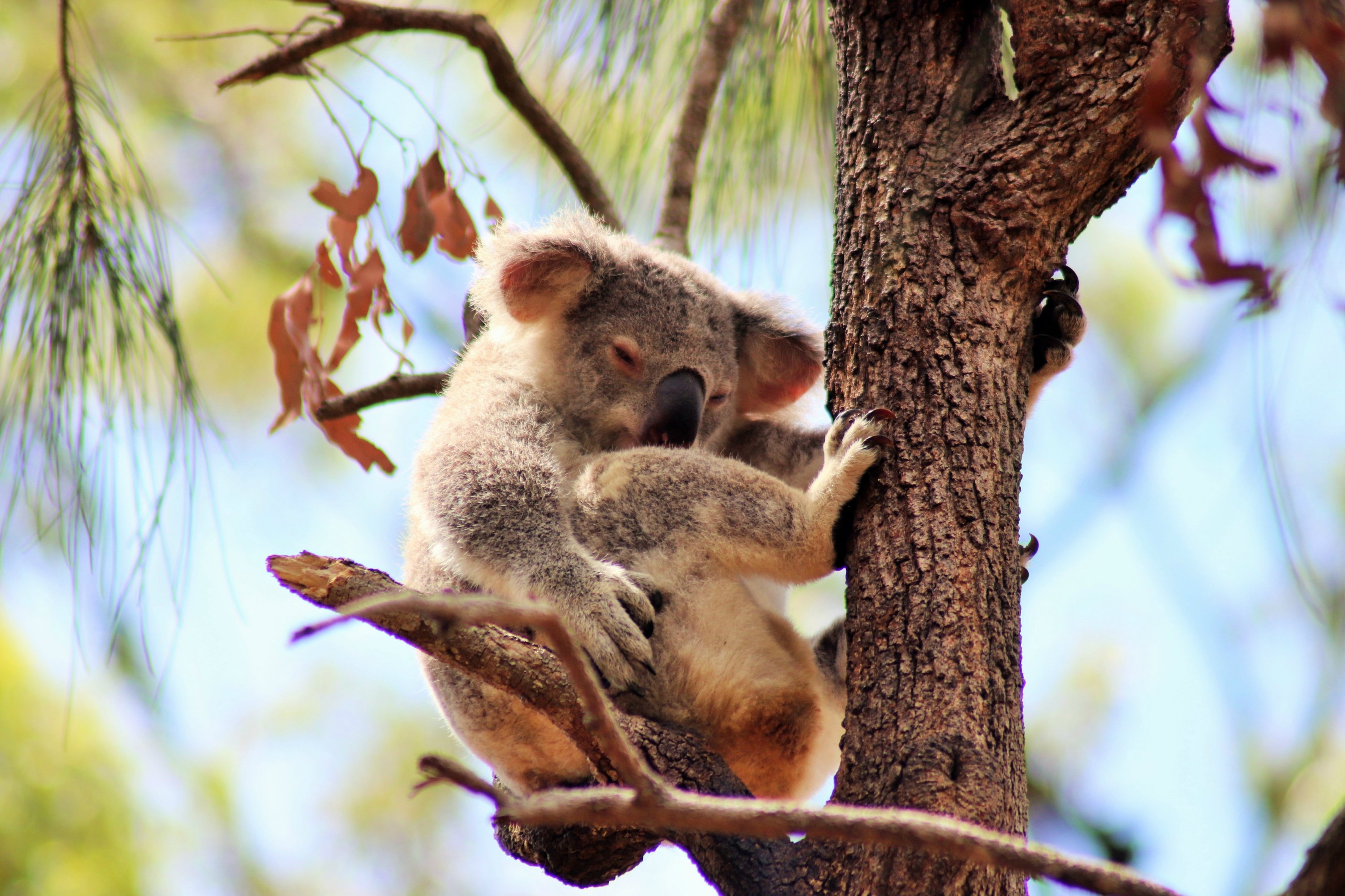 Koala (Phascolarctos cinereus)