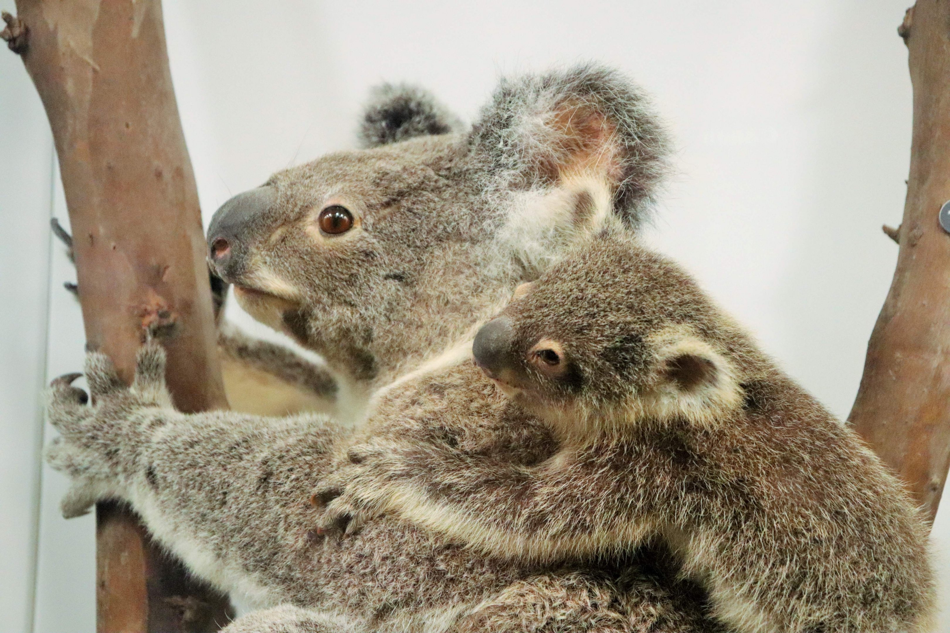 Koala (Phascolarctos cinereus)