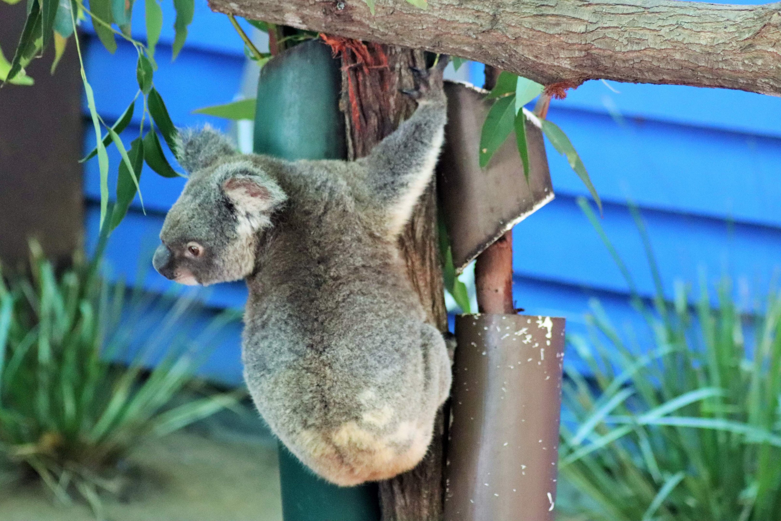 Koala (Phascolarctos cinereus)