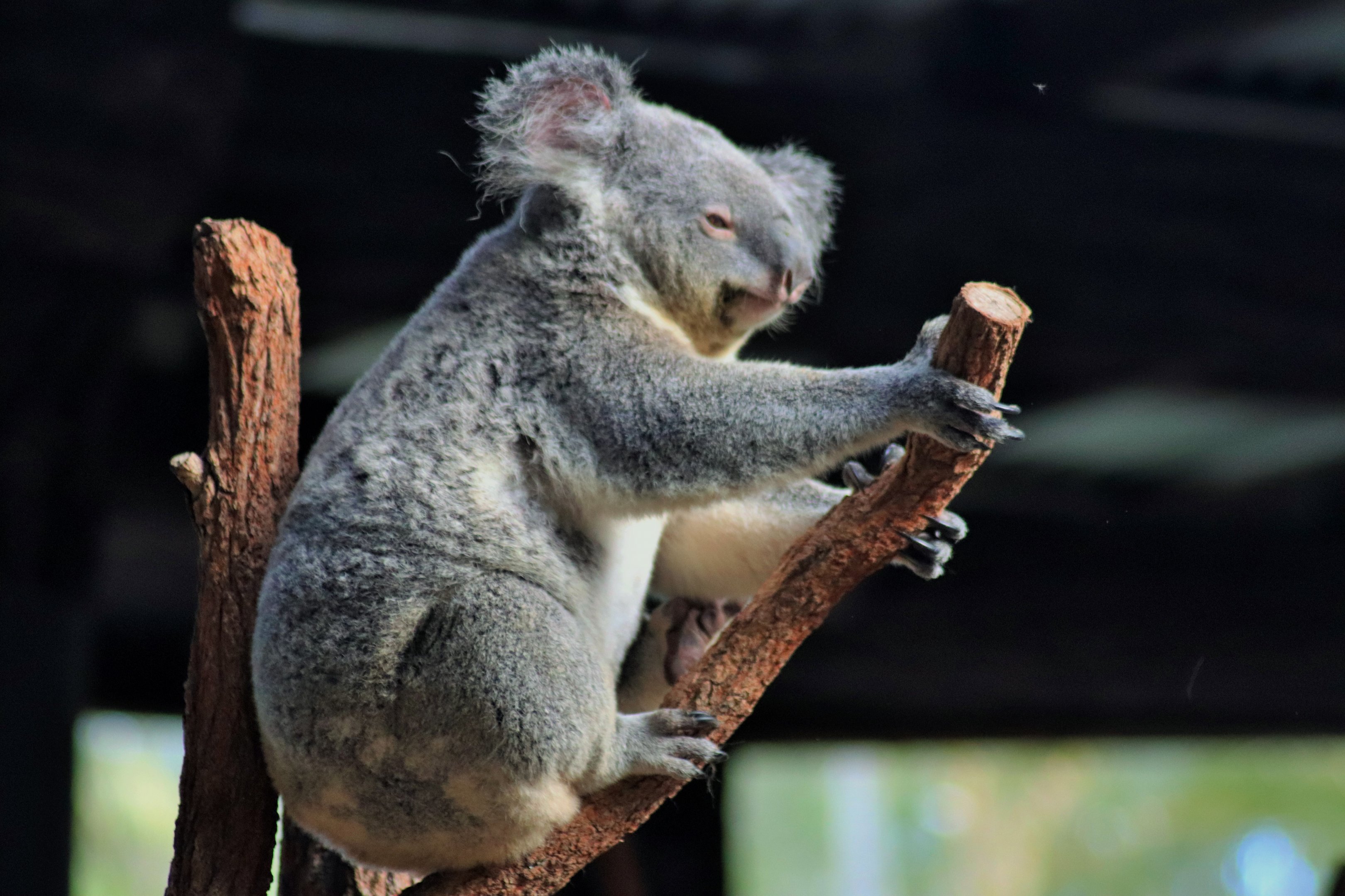 Koala (Phascolarctos cinereus)