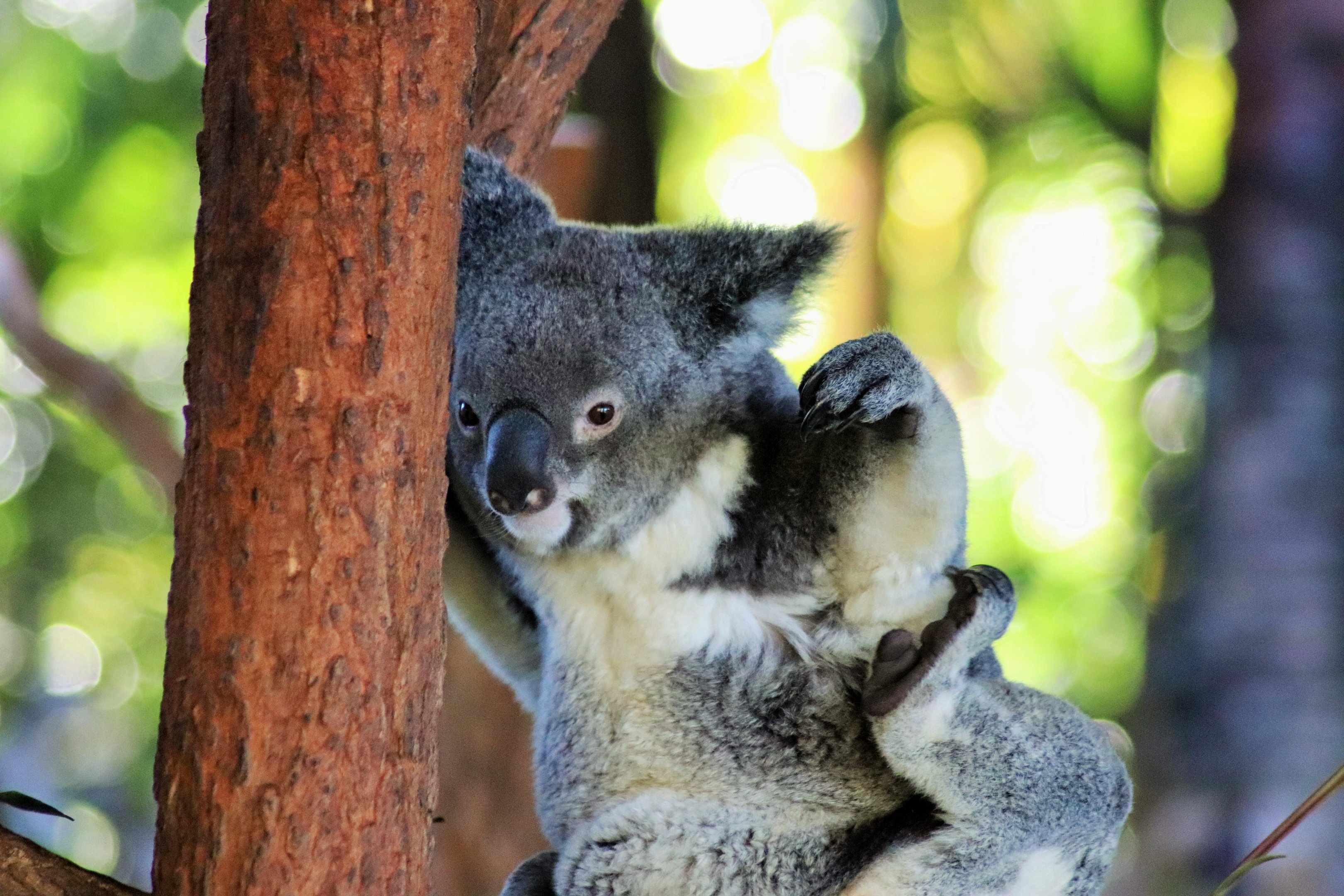 Koala (Phascolarctos cinereus)