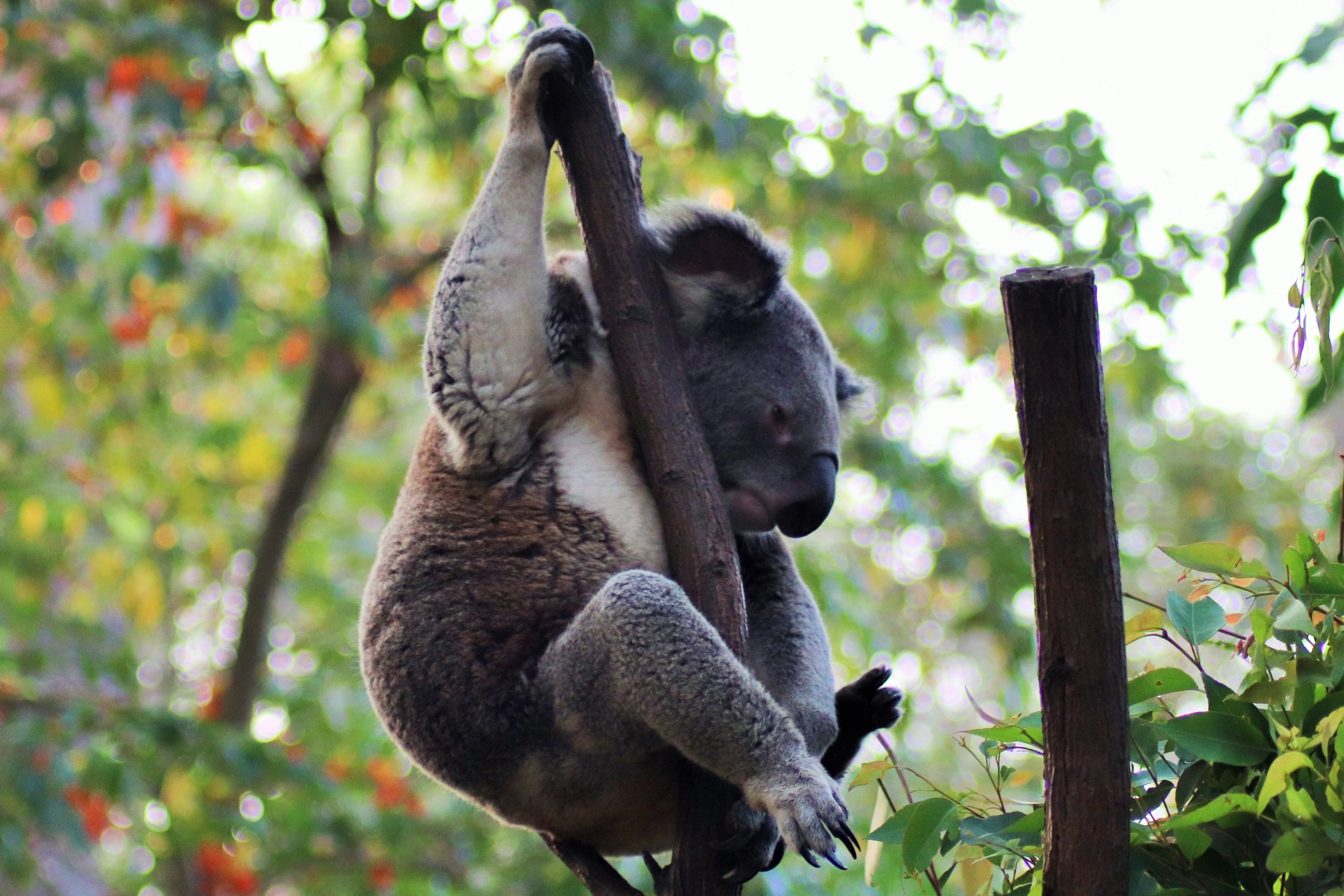 Koala (Phascolarctos cinereus)