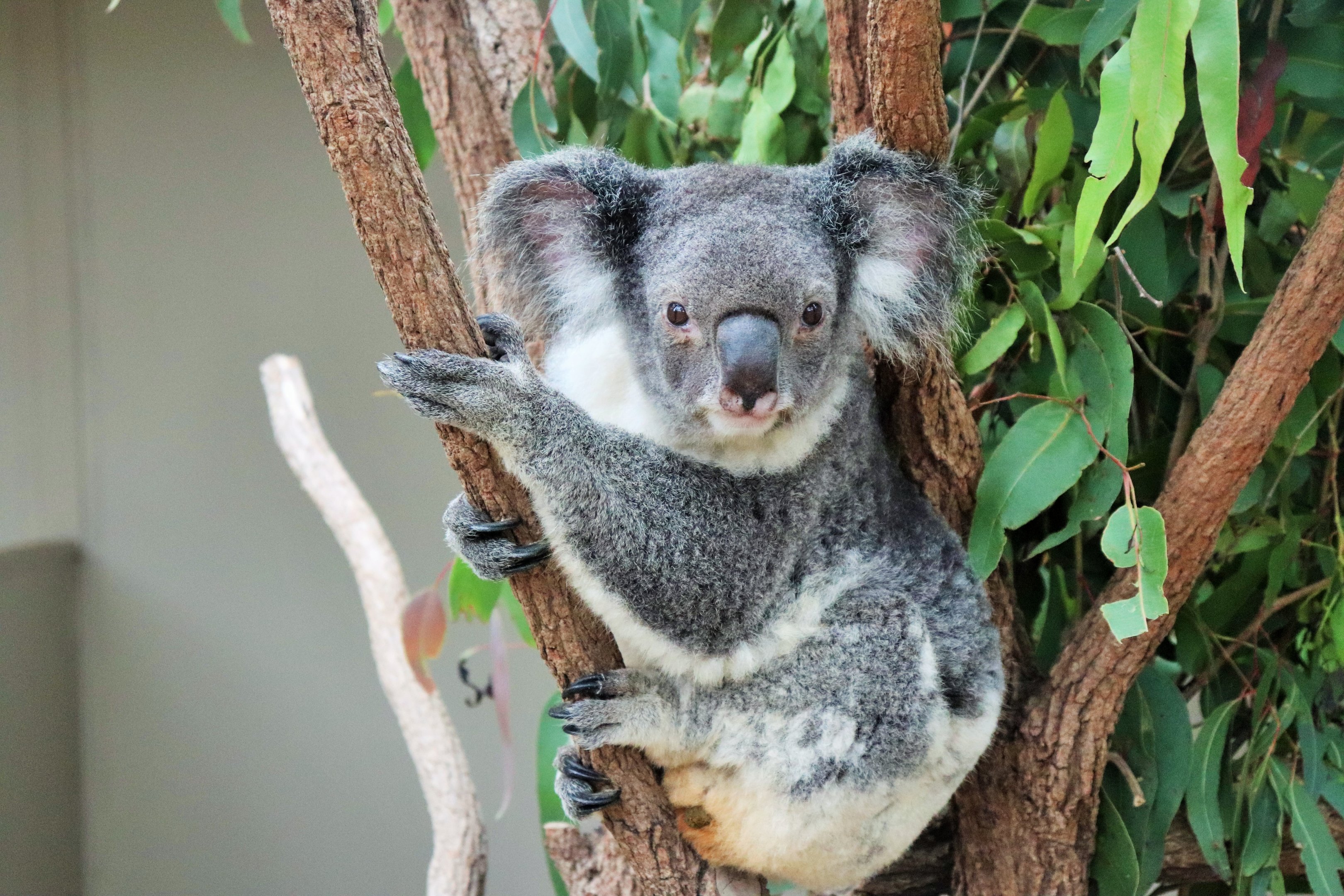 Koala (Phascolarctos cinereus)