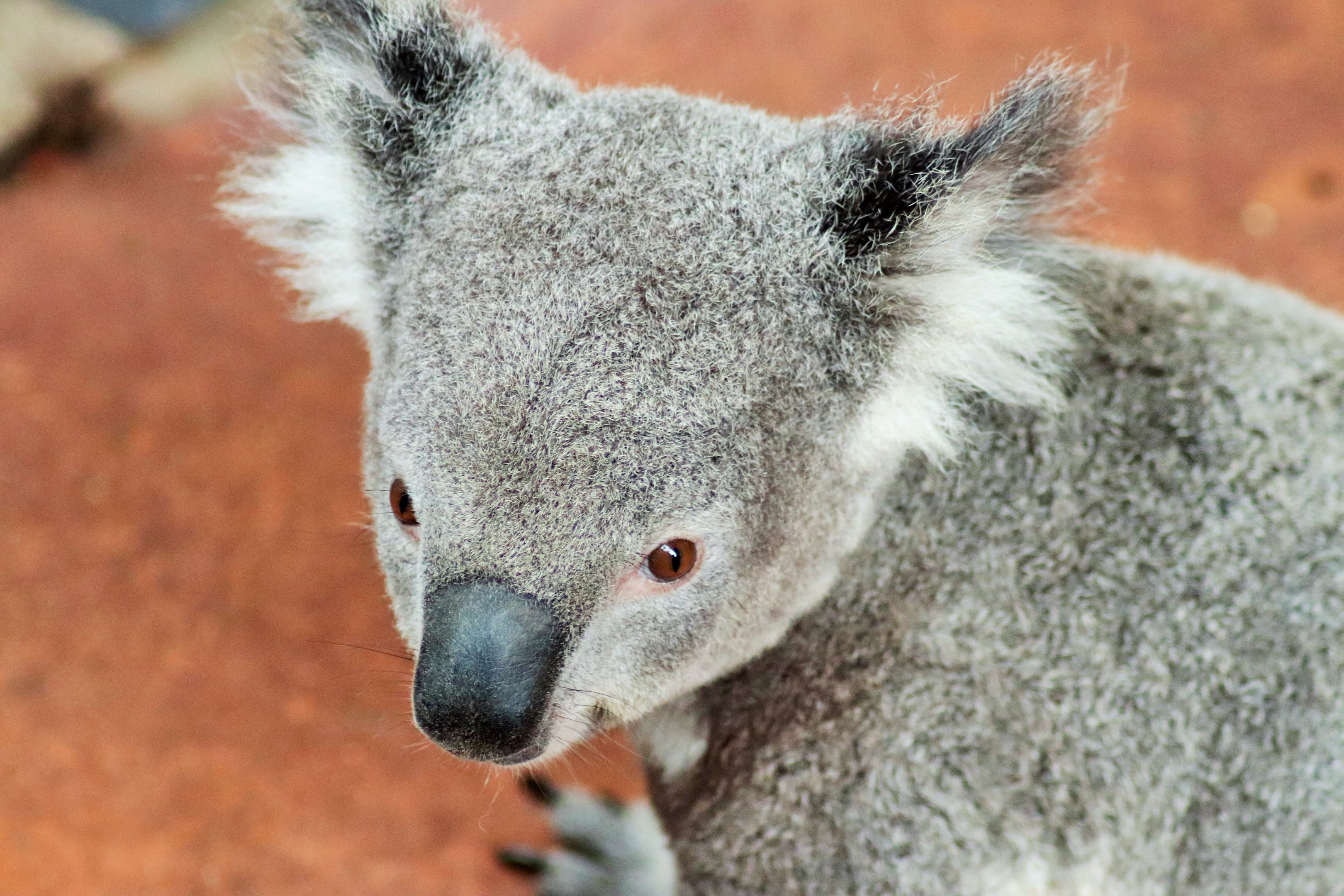 Koala (Phascolarctos cinereus)
