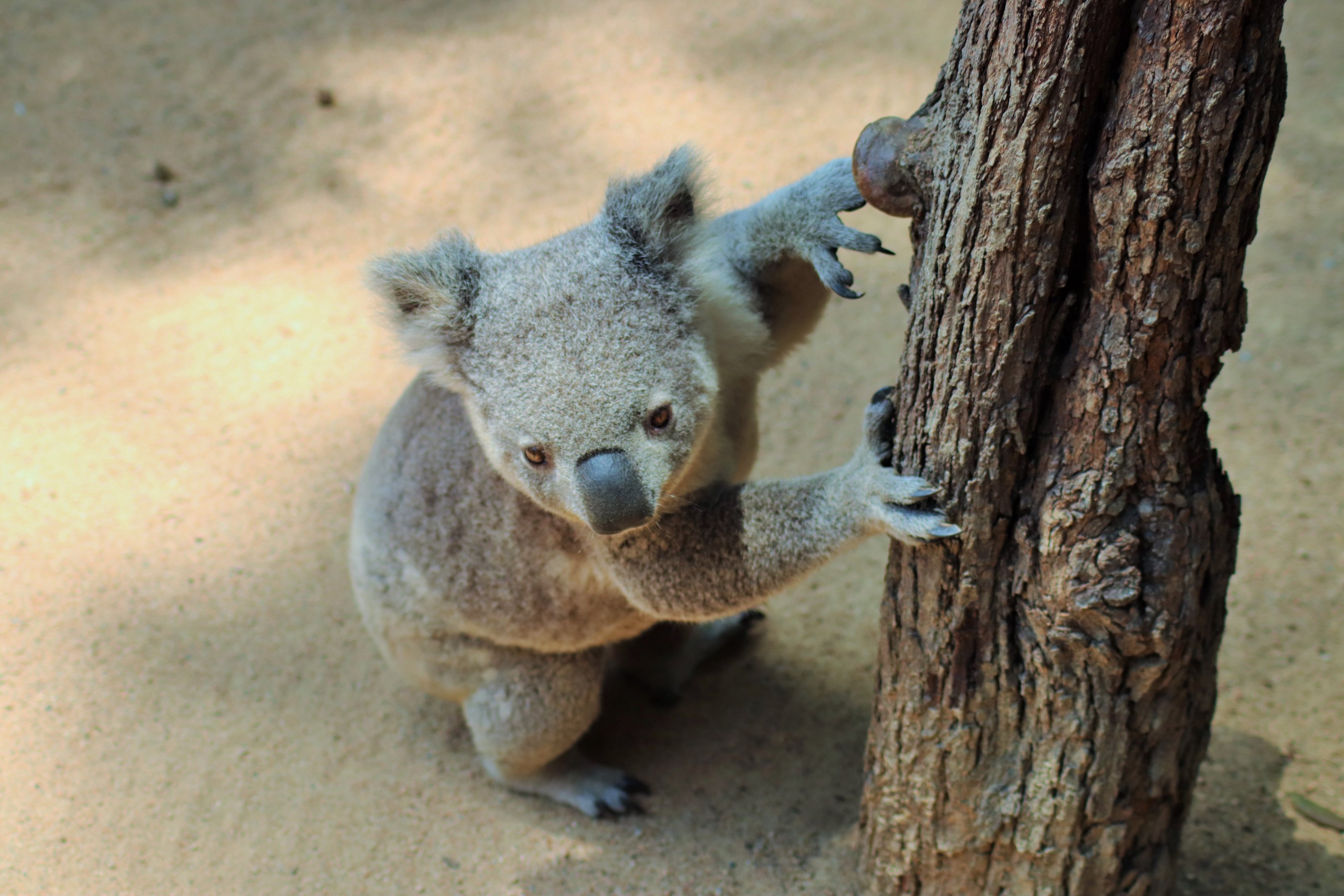 Koala (Phascolarctos cinereus)