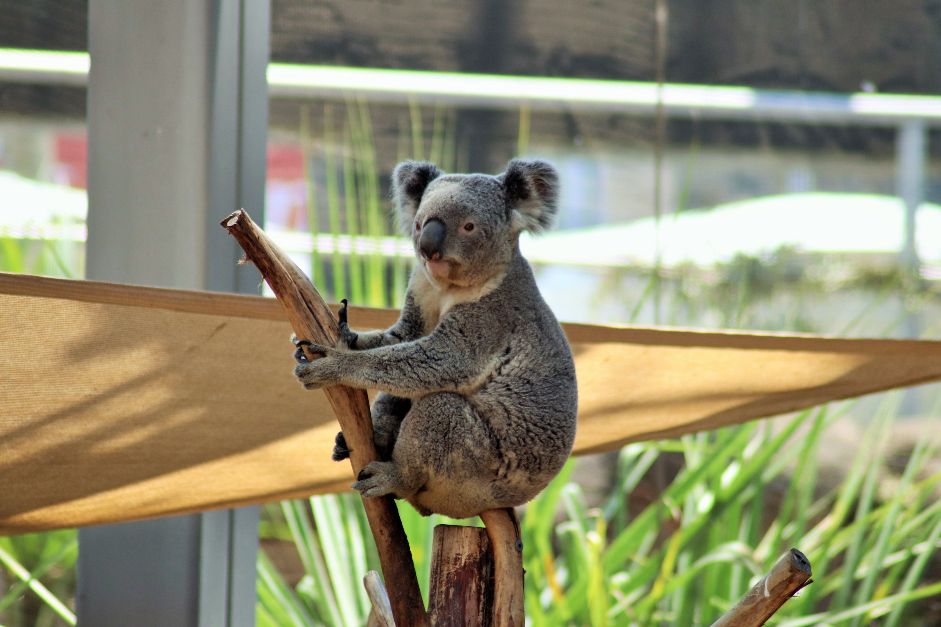 Koala (Phascolarctos cinereus)