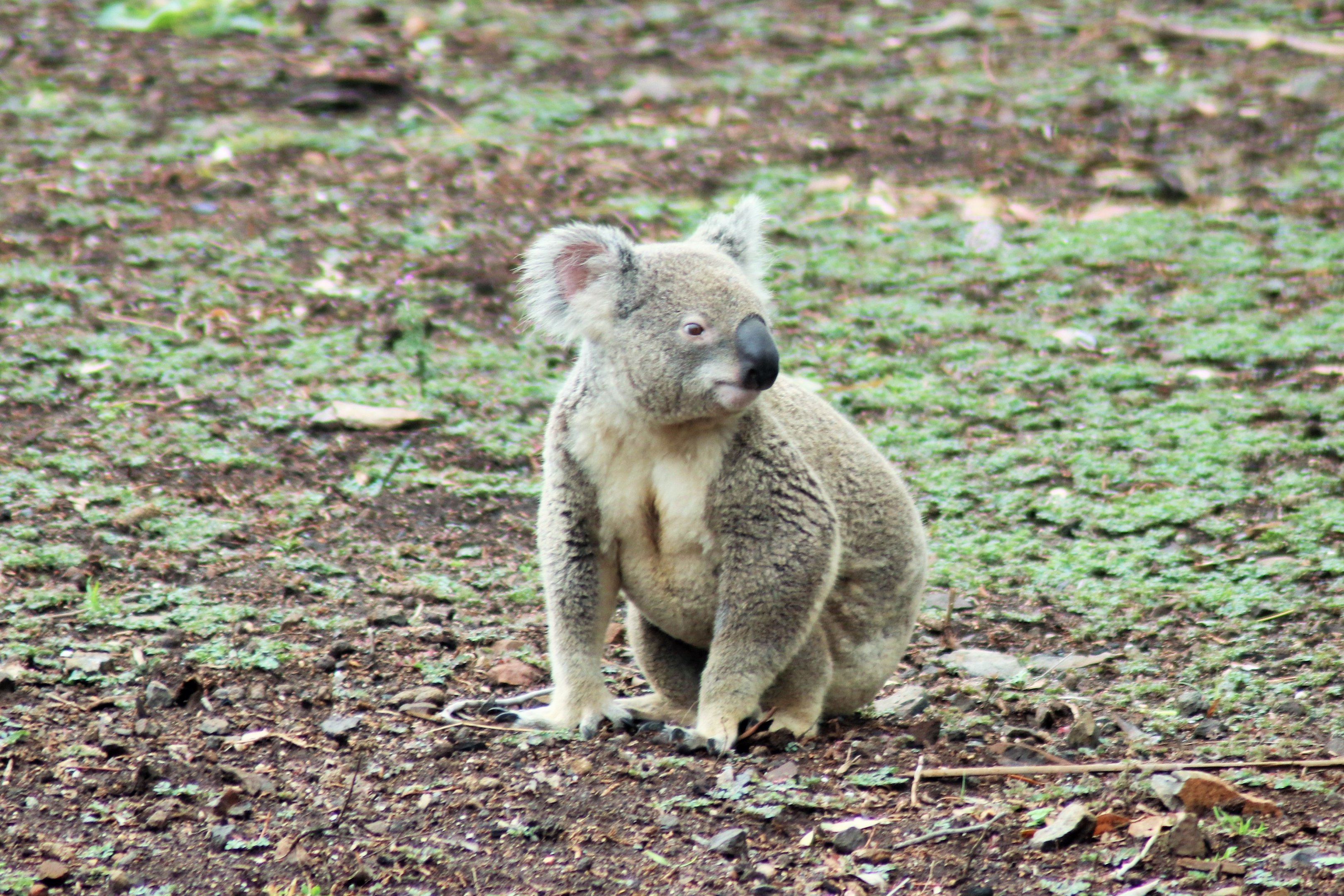 Koala (Phascolarctos cinereus)