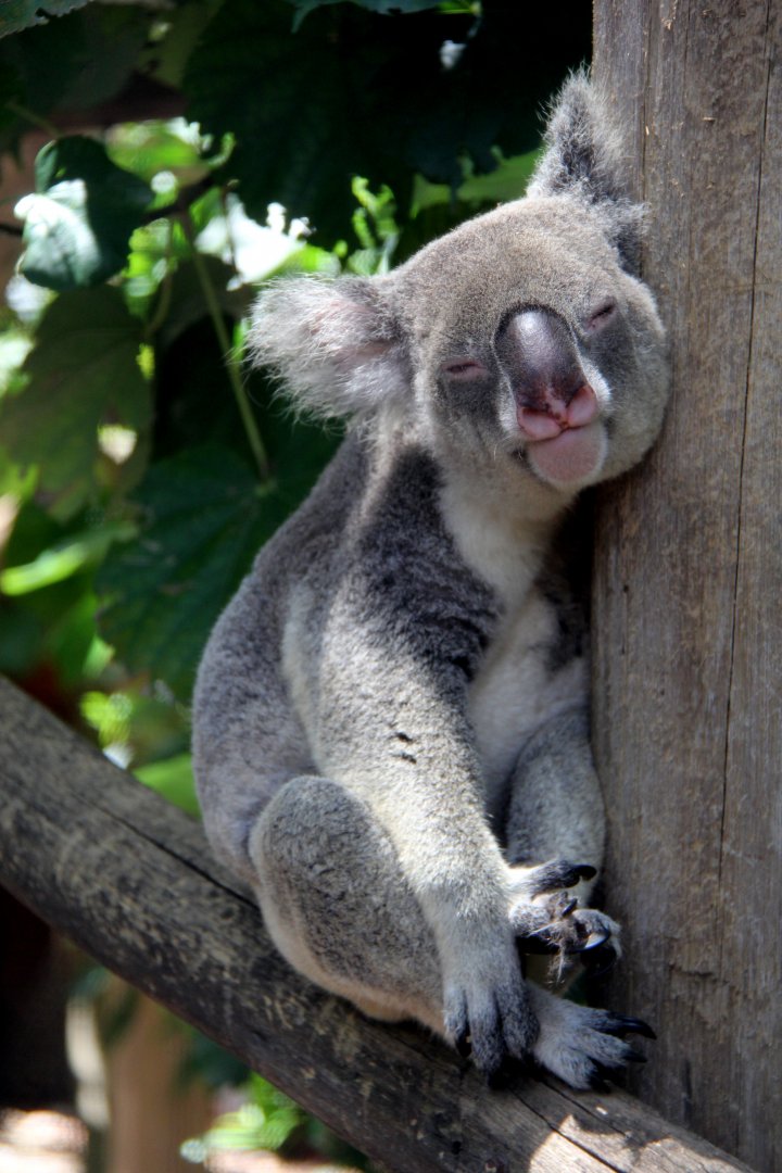 koala (Phascolarctos cinereus)